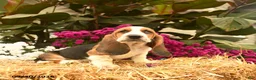 Basset Hound dogs for sale: Milo - Ad 4