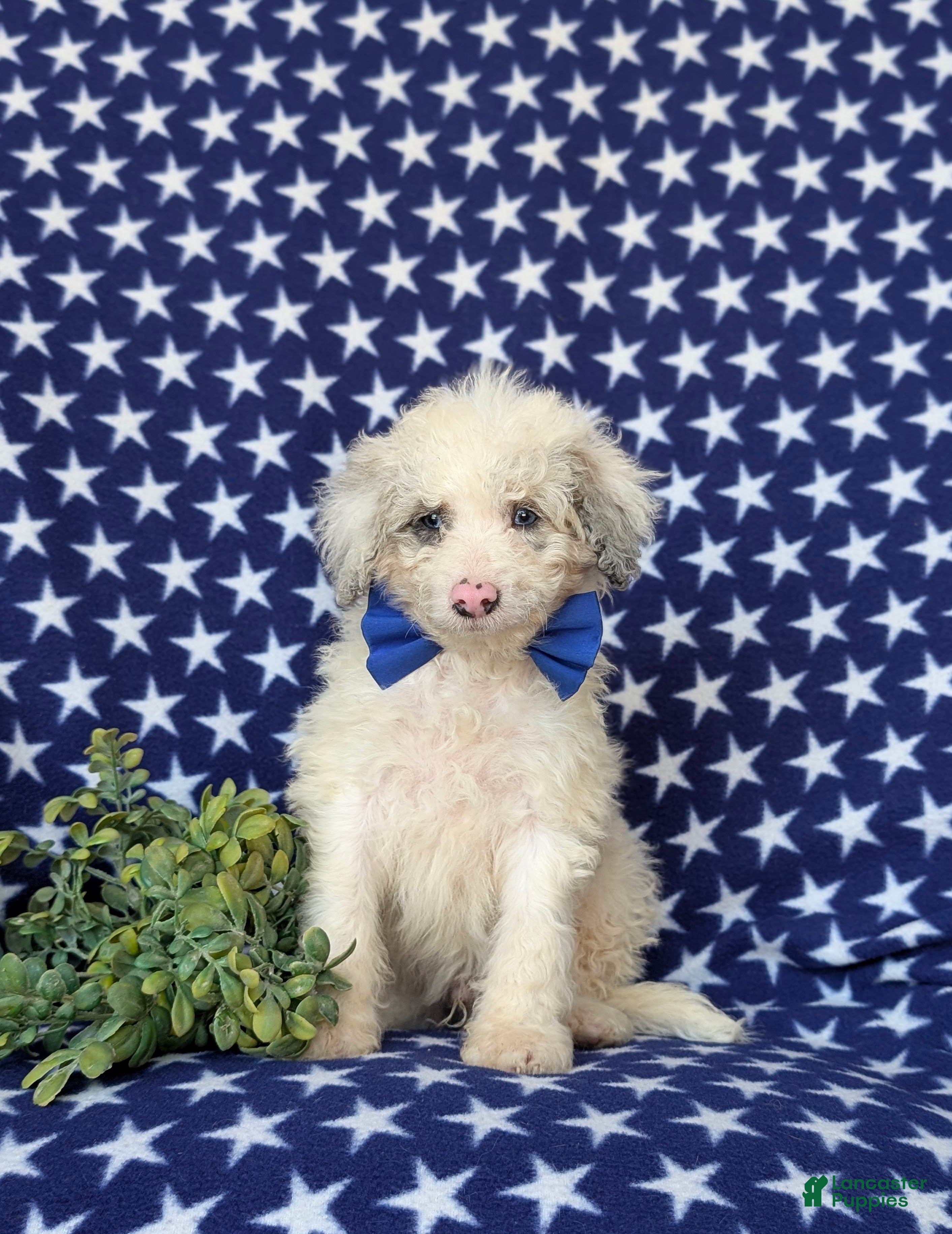 Mini Bernedoodle dogs Byrnes Hypoallergenic - Ad 2