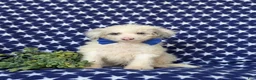 Mini Bernedoodle dogs for sale: Byrnes Hypoallergenic - Ad 2