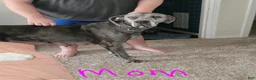 Great Dane dogs for sale: Great Dane Puppy 6 - Ad 3