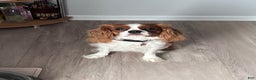 Cavalier King Charles Spaniel dogs for sale: Johnny - Ad 4