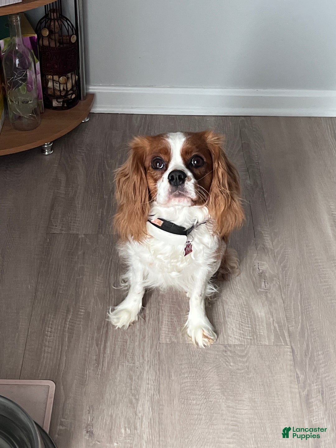 Cavalier King Charles Spaniel dogs for sale: Johnny - Ad 4