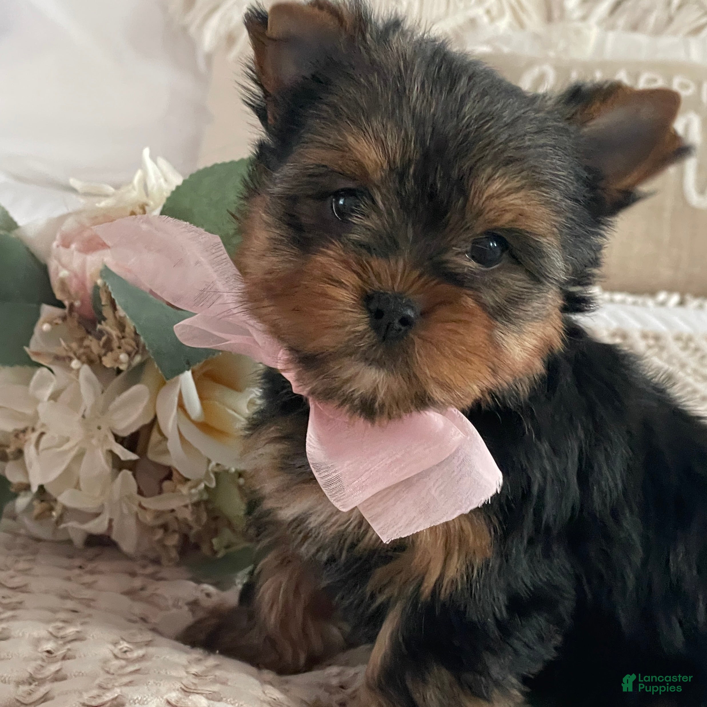 Yorkshire Terrier dogs Nita - Ad 19