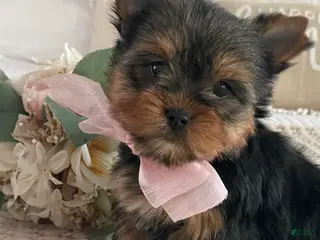 Yorkshire Terrier dogs Nita - Ad 19