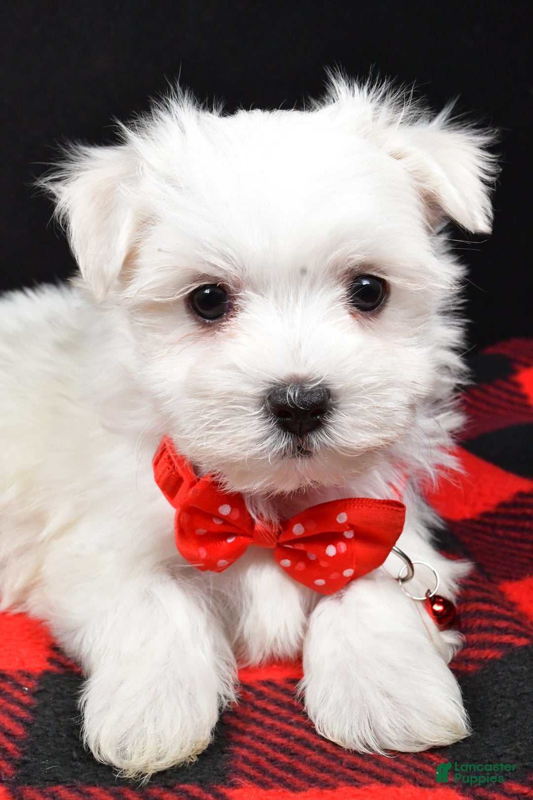 Maltese dogs for sale: Miles - Ad 4
