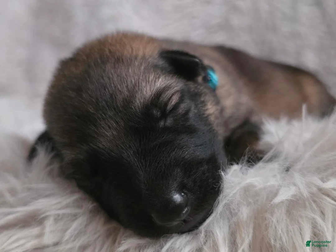 German Shepherd dogs for sale: Girl (Teal) - Ad 1