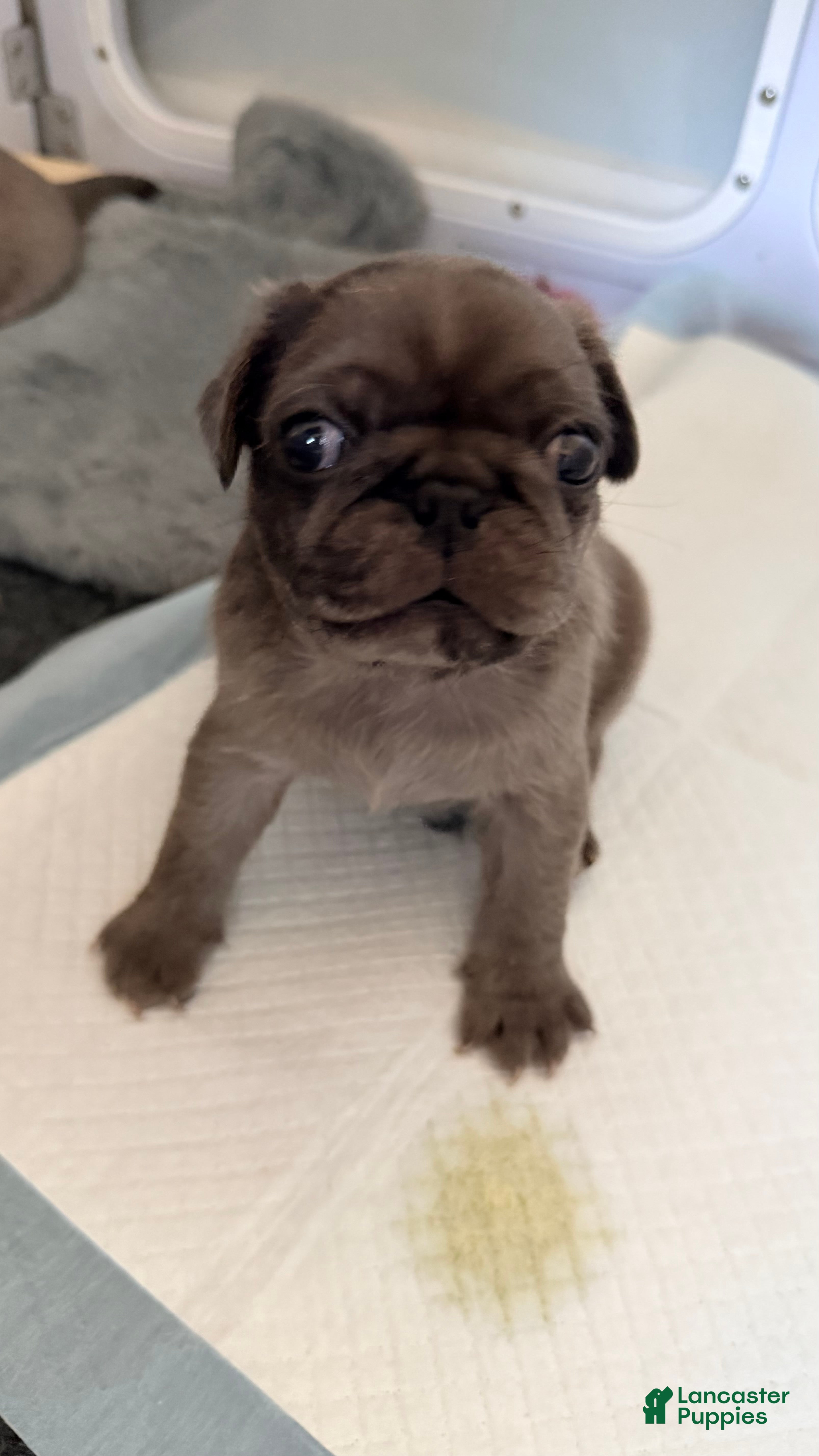Pug dogs Cappuccino - Ad 1