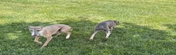 Italian Greyhound dogs for sale: Derek - Ad 3
