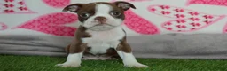 Boston Terrier dogs for sale: jenny - Ad 2