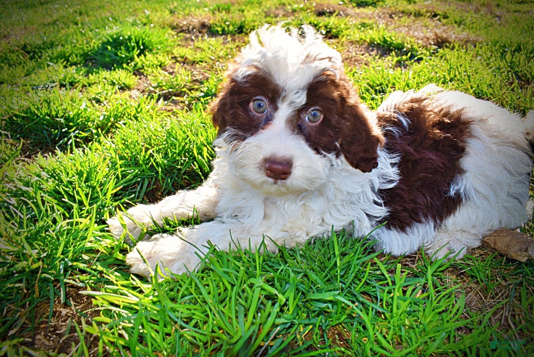 Havapoo dogs for sale: Simba - Ad 17