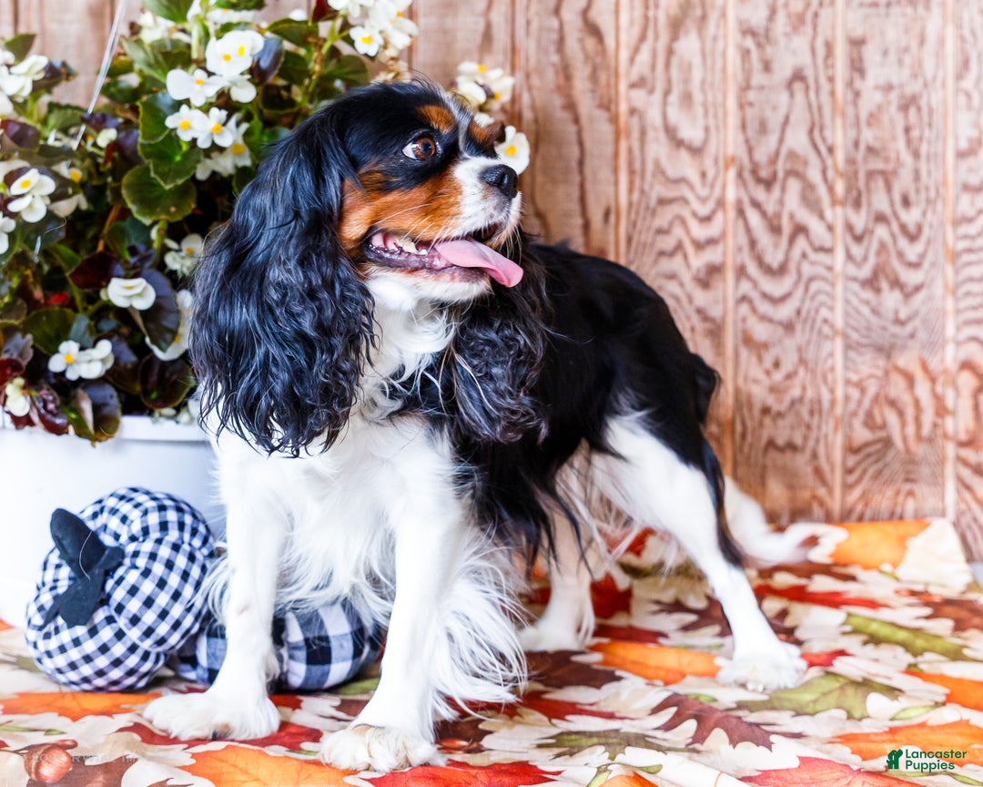 Cavalier King Charles Spaniel dogs for sale: Cocoa - Ad 12