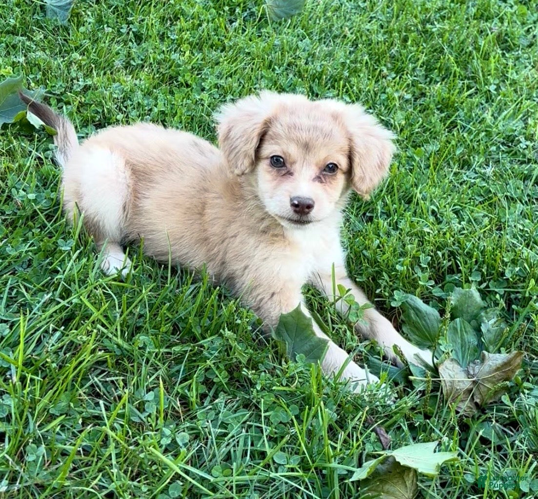 Mini Aussiedoodle dogs Nellie - Ad 1