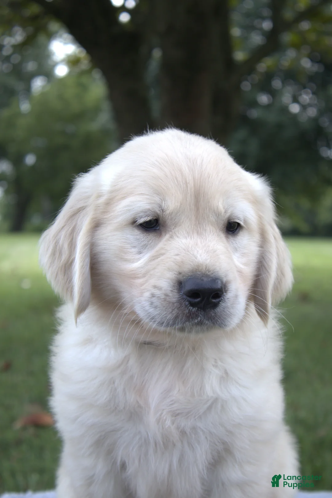 Golden Retriever dogs for sale: Golden Retriever 1 - Ad 1
