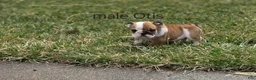 English Bulldog dogs for sale: English Bulldog Puppy 1 - Ad 7