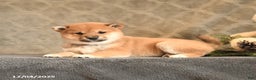 Shiba Inu dogs for sale: Tinsel - Ad 4