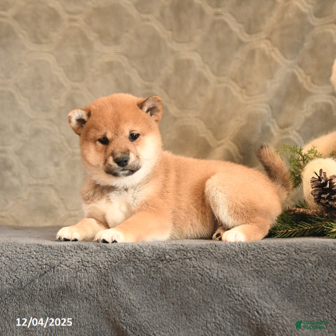 Shiba Inu dogs for sale: Tinsel - Ad 4