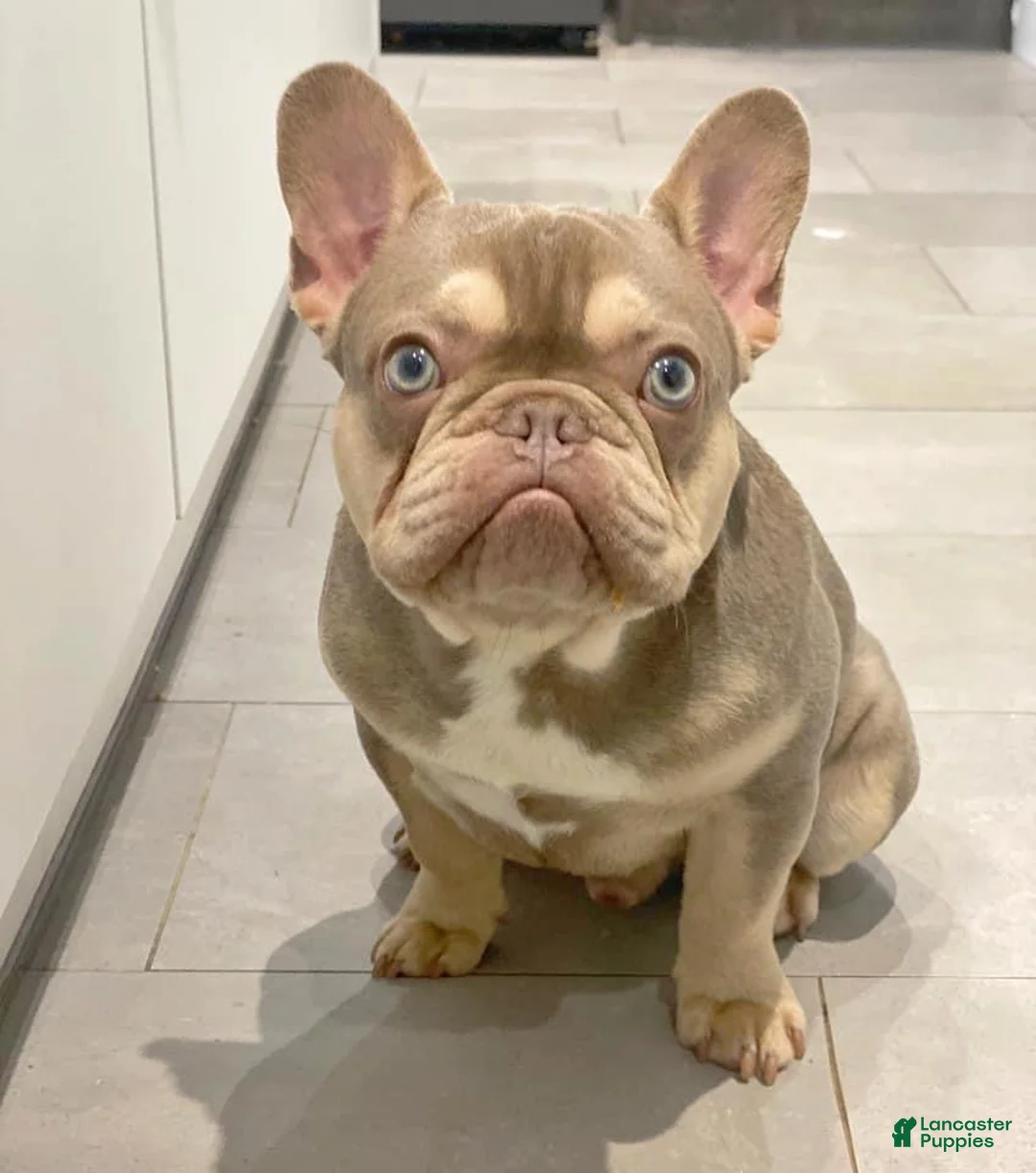 Gallery Image {{count}}