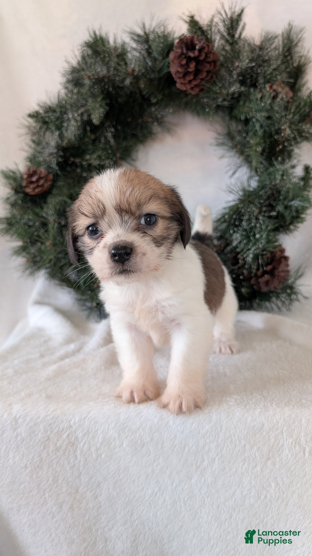 Mixed Breed dogs for sale: Ann - Ad 6