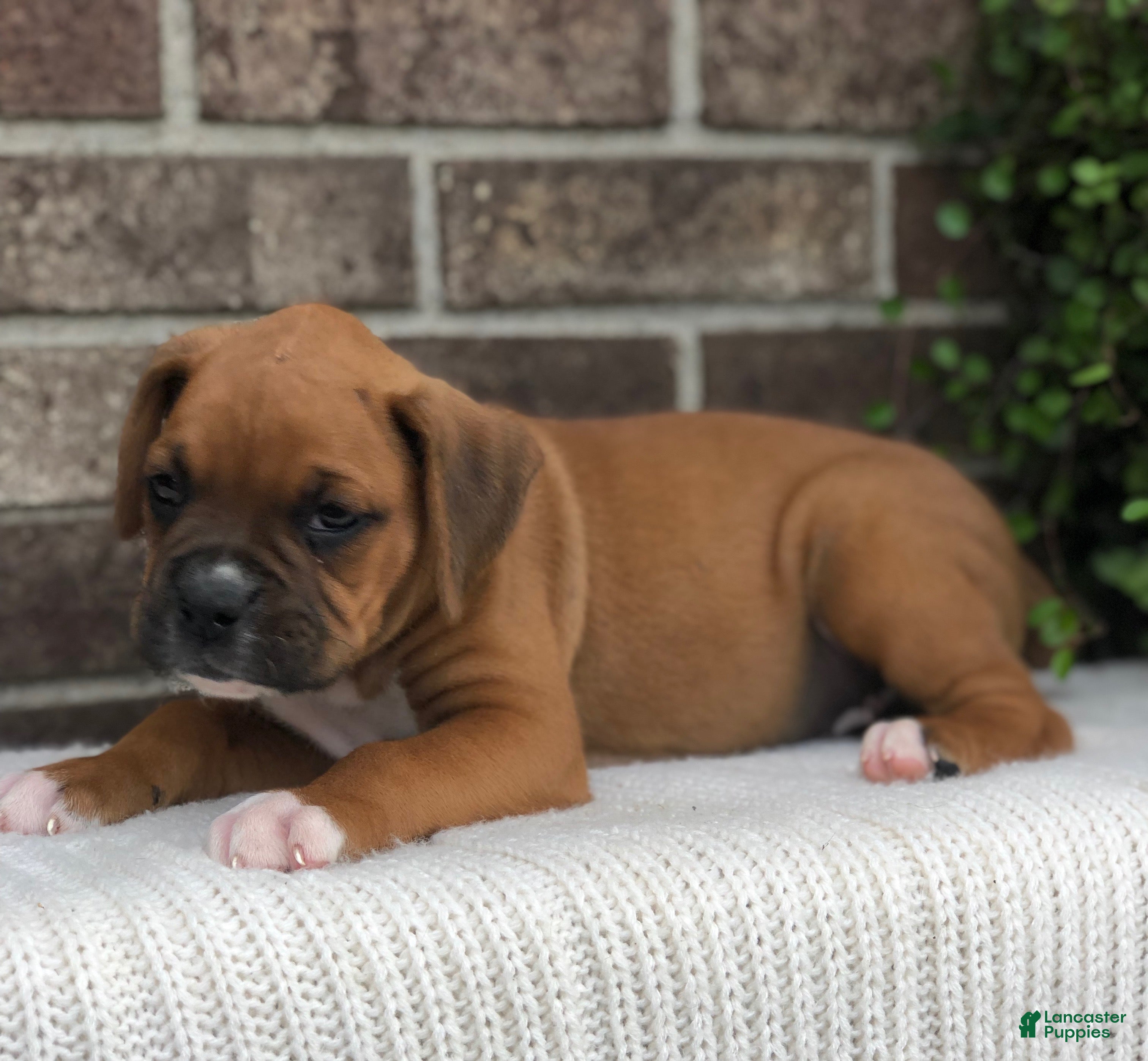 Boxer dogs Peanut - Ad 2
