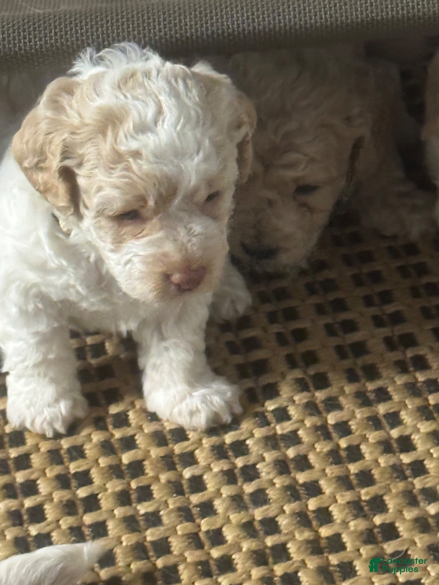 Mini Goldendoodle dogs for sale: Mini Goldendoodle 5 - Ad 1