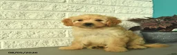 Mini Goldendoodle dogs for sale: Nugget  - Ad 4