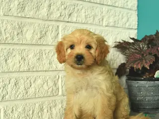 Mini Goldendoodle dogs Nugget - Ad 2