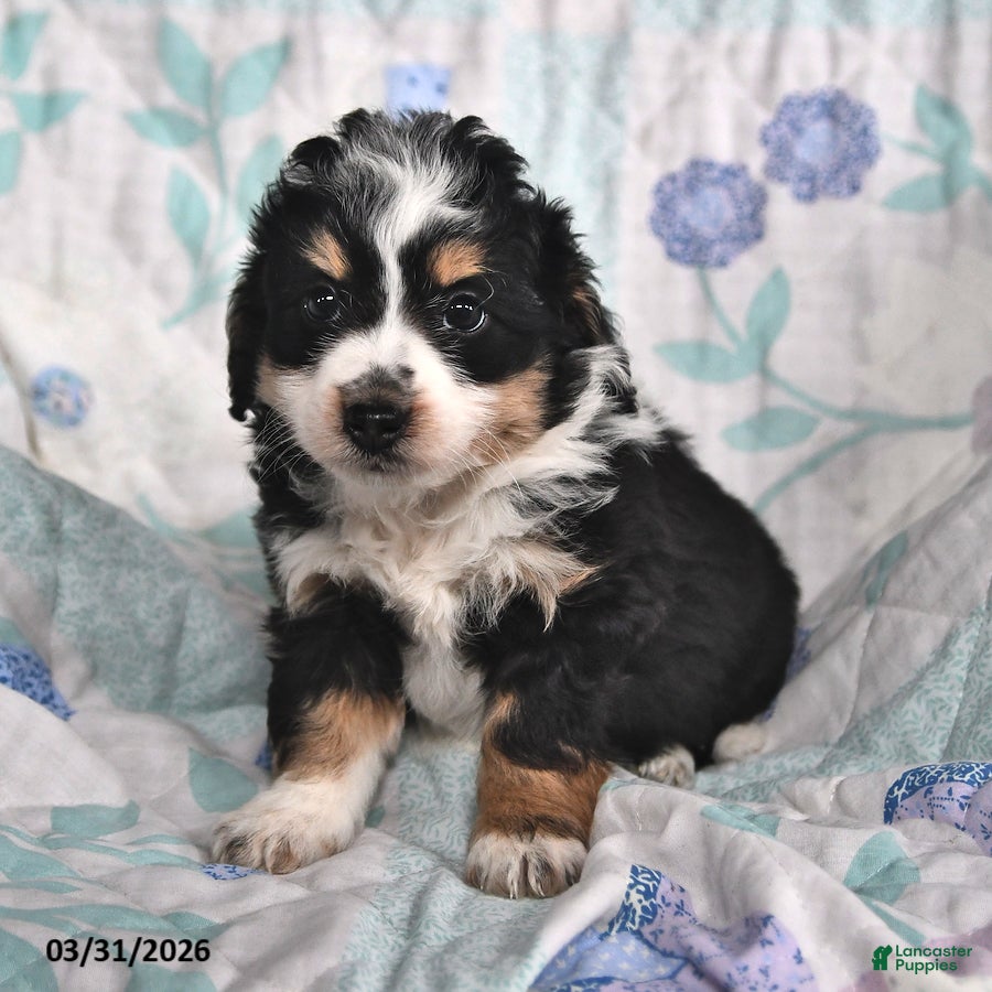 Mini Aussiedoodle dogs Nellie - Ad 1