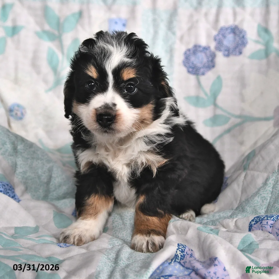 Mini Aussiedoodle dogs for sale: Nellie - Ad 1