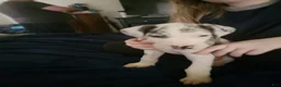 Great Dane dogs for sale: Great Dane 8 - Ad 5
