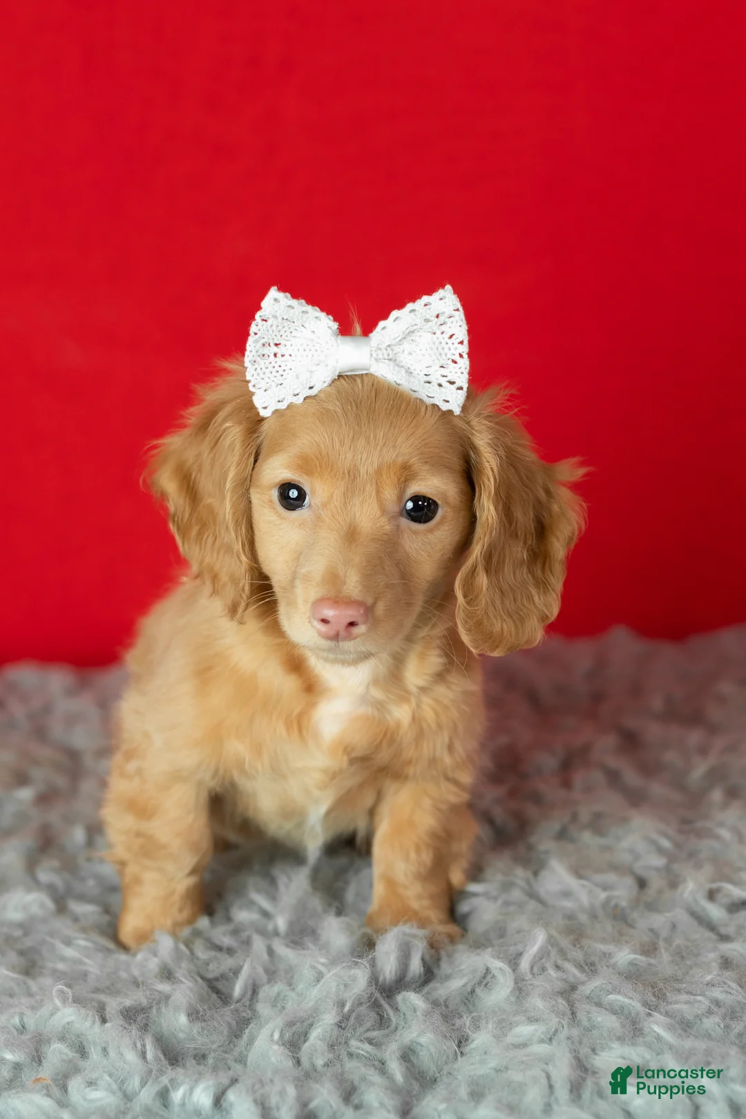 Miniature Dachshund dogs for sale: Olivia  - Ad 4