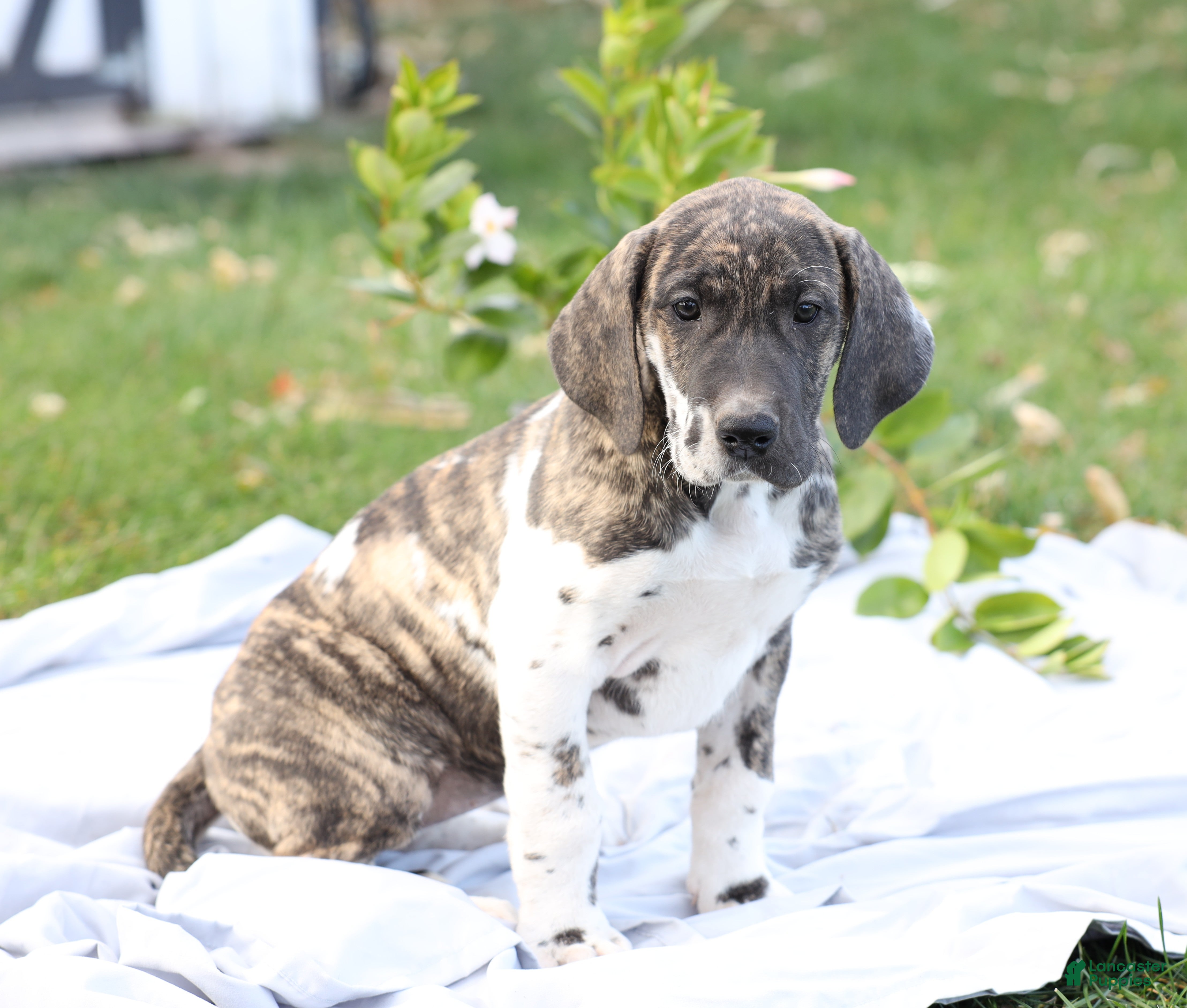 Great Dane dogs Bambi - Ad 19