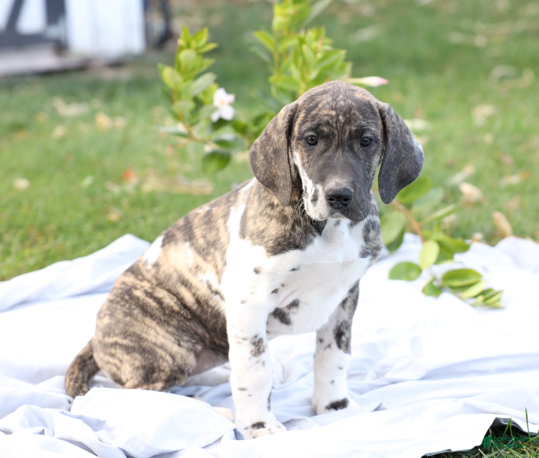 Great Dane dogs for sale: Bambi - Ad 1