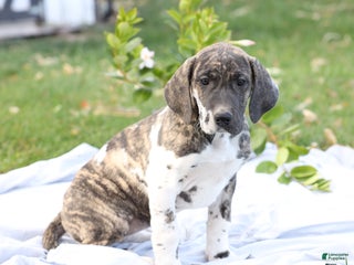 Great Dane dogs Bambi - Ad 10