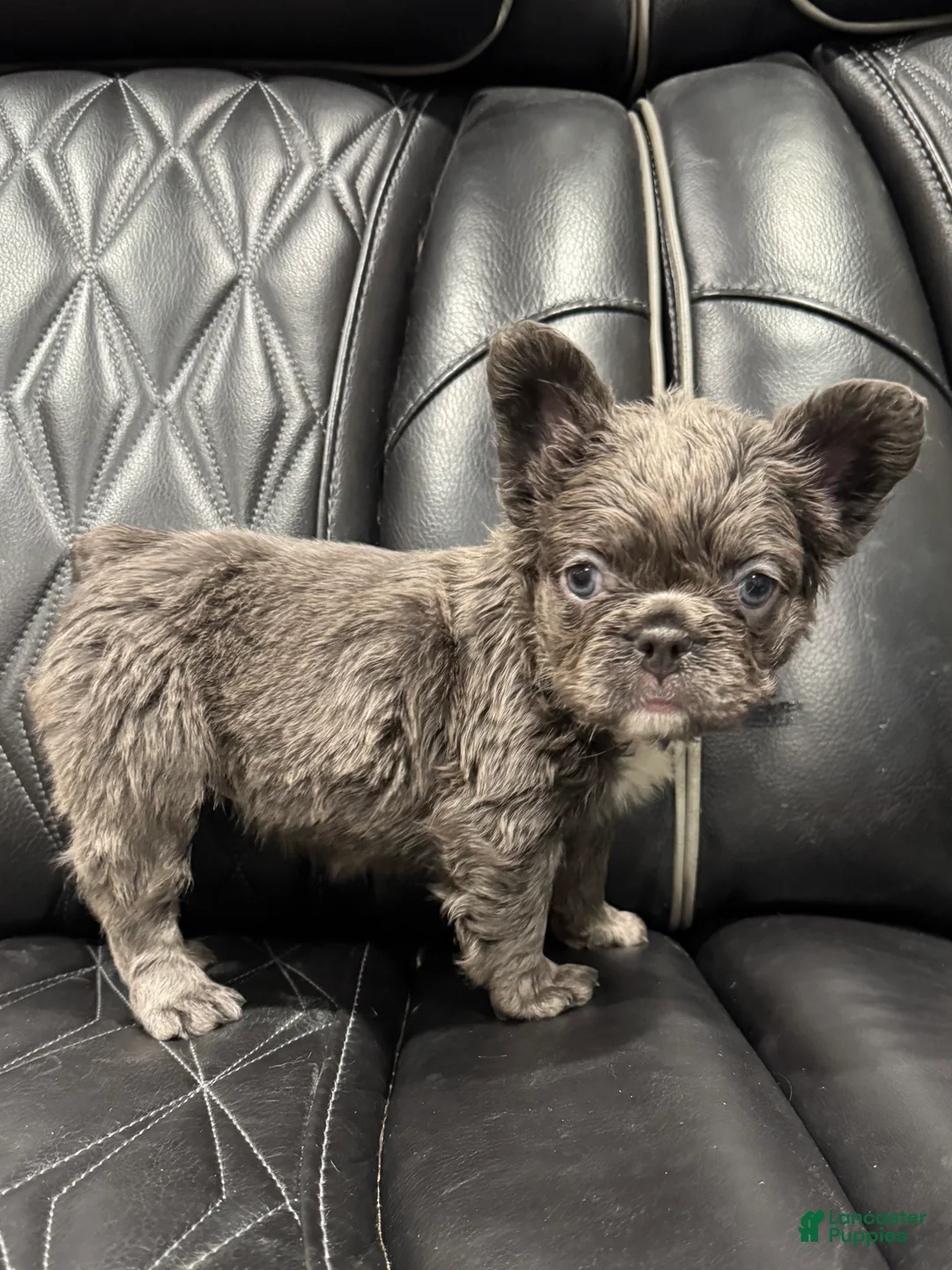 French Bulldog dogs for sale: FLUFFY PAISLEY - Ad 7
