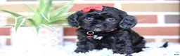 Cavapoo dogs for sale: Coco - Ad 6