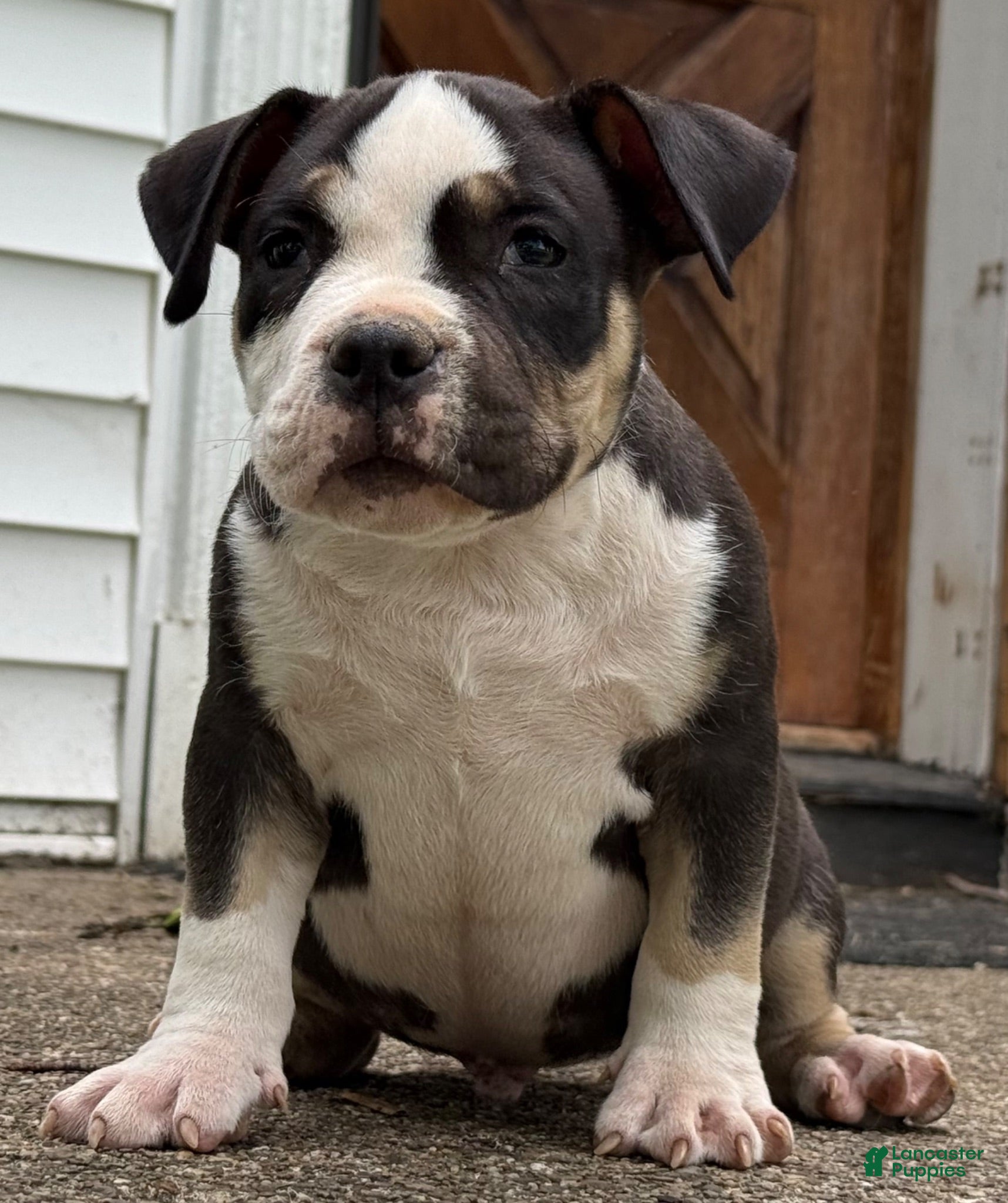 American Bully dogs Black tri male  - Ad 2