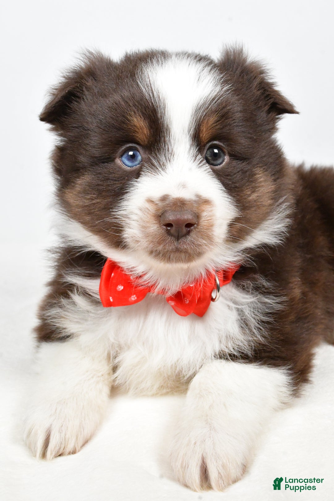 Toy Australian Shepherd dogs for sale: Benny - Ad 3