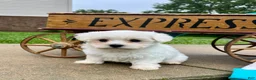 Maltese dogs for sale: Tater ❤️AKC Genetic Tested 5/6lb Parents🐾Text or call - Ad 2