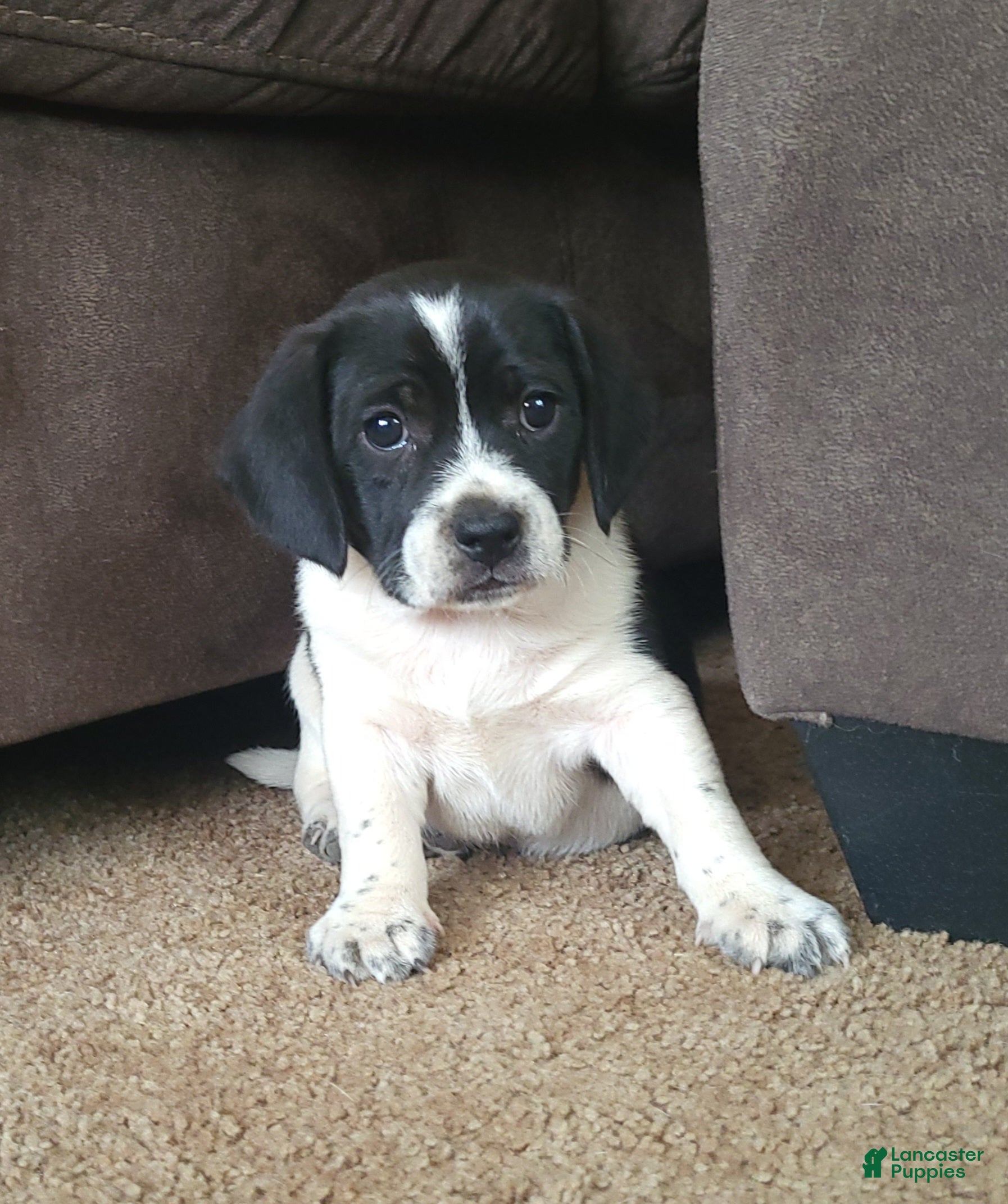 Puggle dogs Max - Ad 4