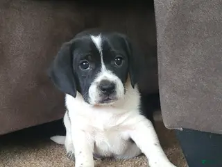 Puggle dogs Max - Ad 4