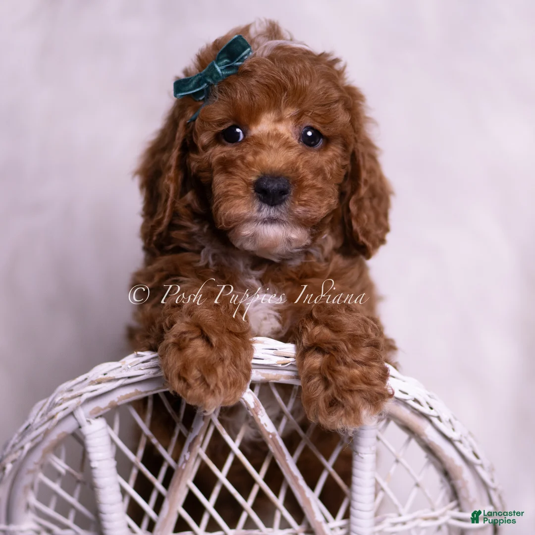 Toy Poodle dogs for sale: Moonlight - Ad 7