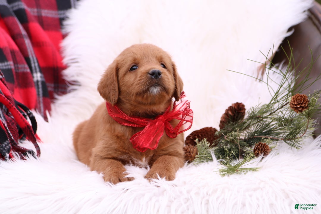 Labradoodle dogs for sale: Tessa - Ad 2