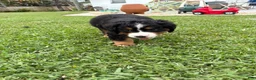 Bernese Mountain Dog dogs for sale: Bernese Mountain Dog 1 - Ad 8