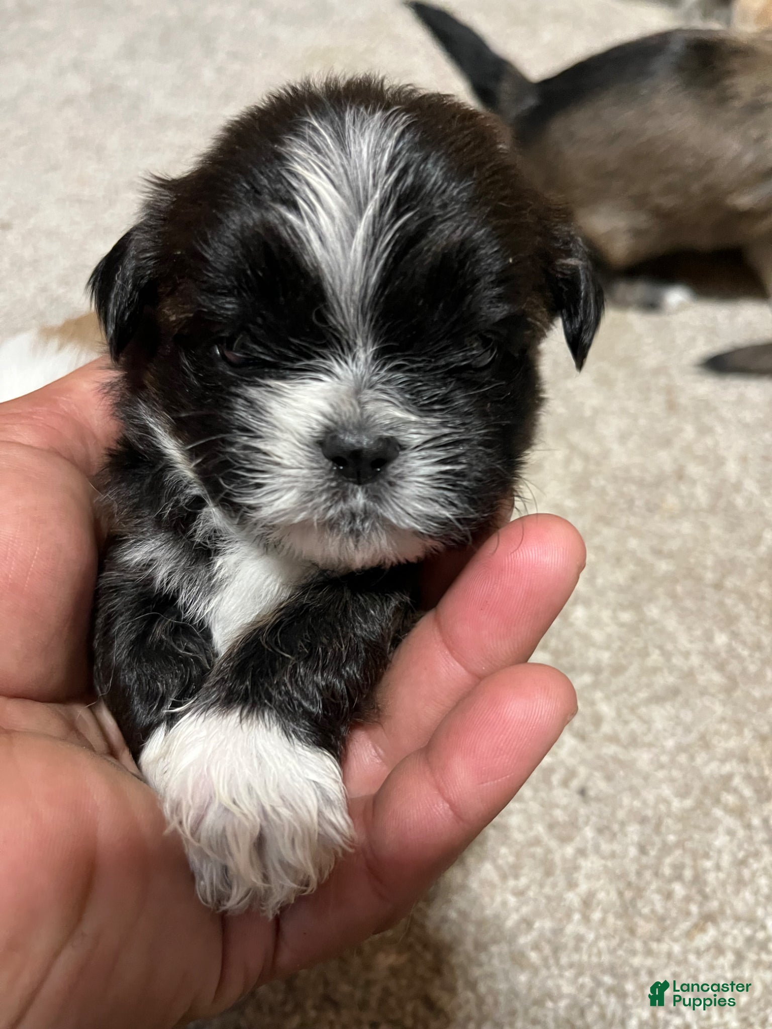 Havanese dogs Havanese Puppy 3 - Ad 30