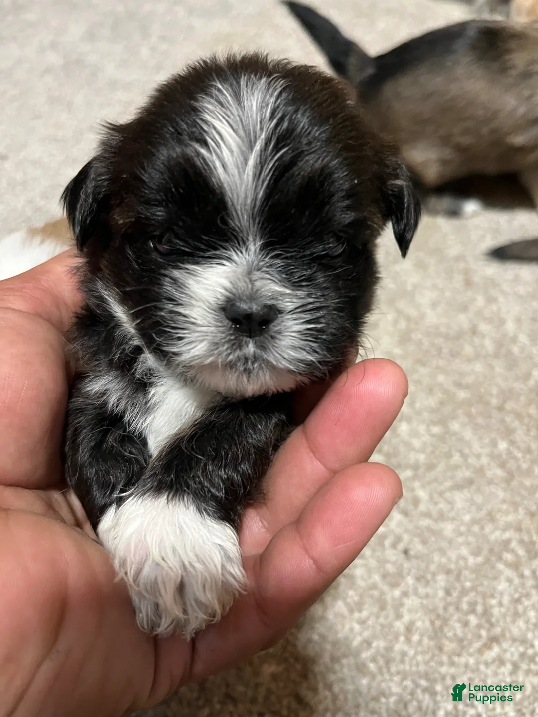 Havanese dogs for sale: Havanese Puppy 3 - Ad 1