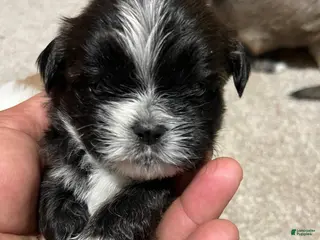 Havanese dogs Havanese Puppy 3 - Ad 5