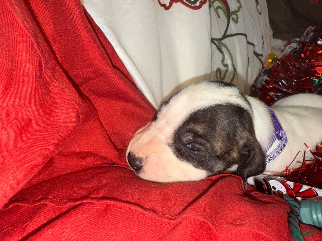 Great Dane dogs for sale: Vicky - Ad 6