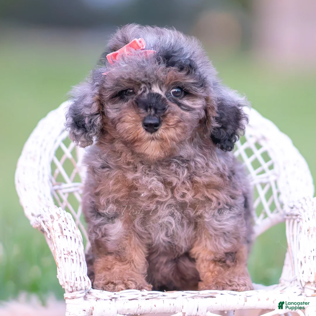 Toy Poodle dogs for sale: Cupcake AKC - Ad 2