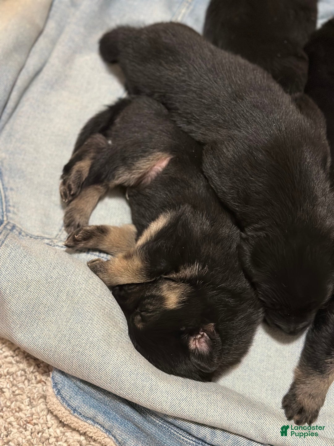 German Shepherd dogs for sale: Drifter - Ad 3