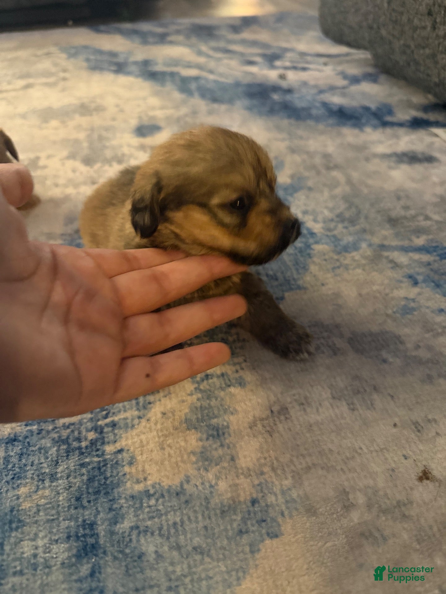 Mixed Breed dogs for sale: Mixed Breed 2 - Ad 7